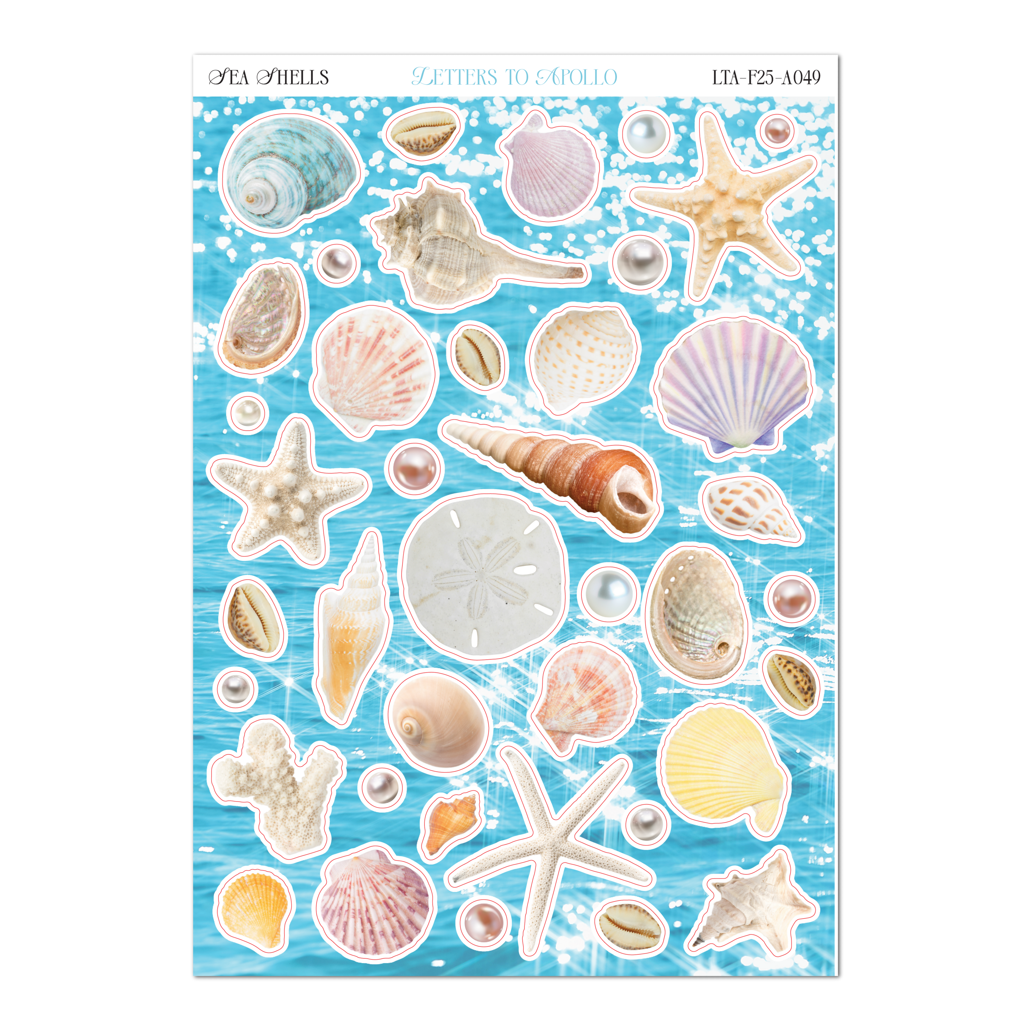 SEA SHELLS-zoom-1