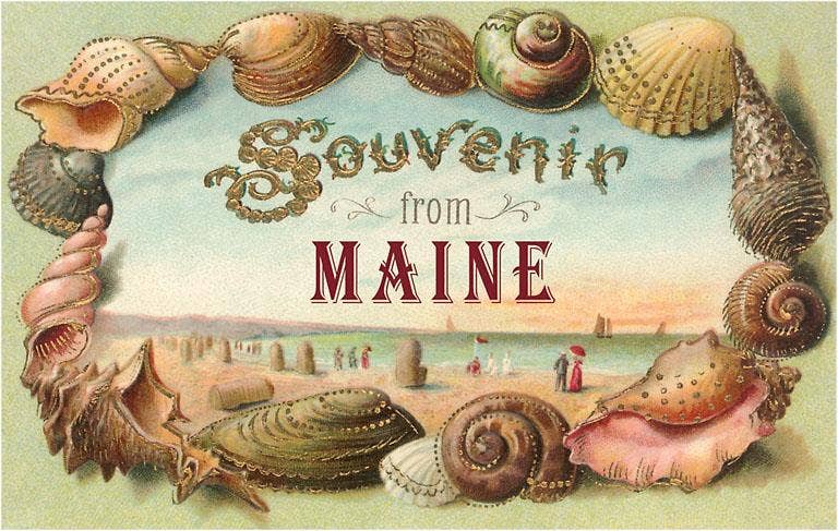 Souvenir from Maine Shells Postcard