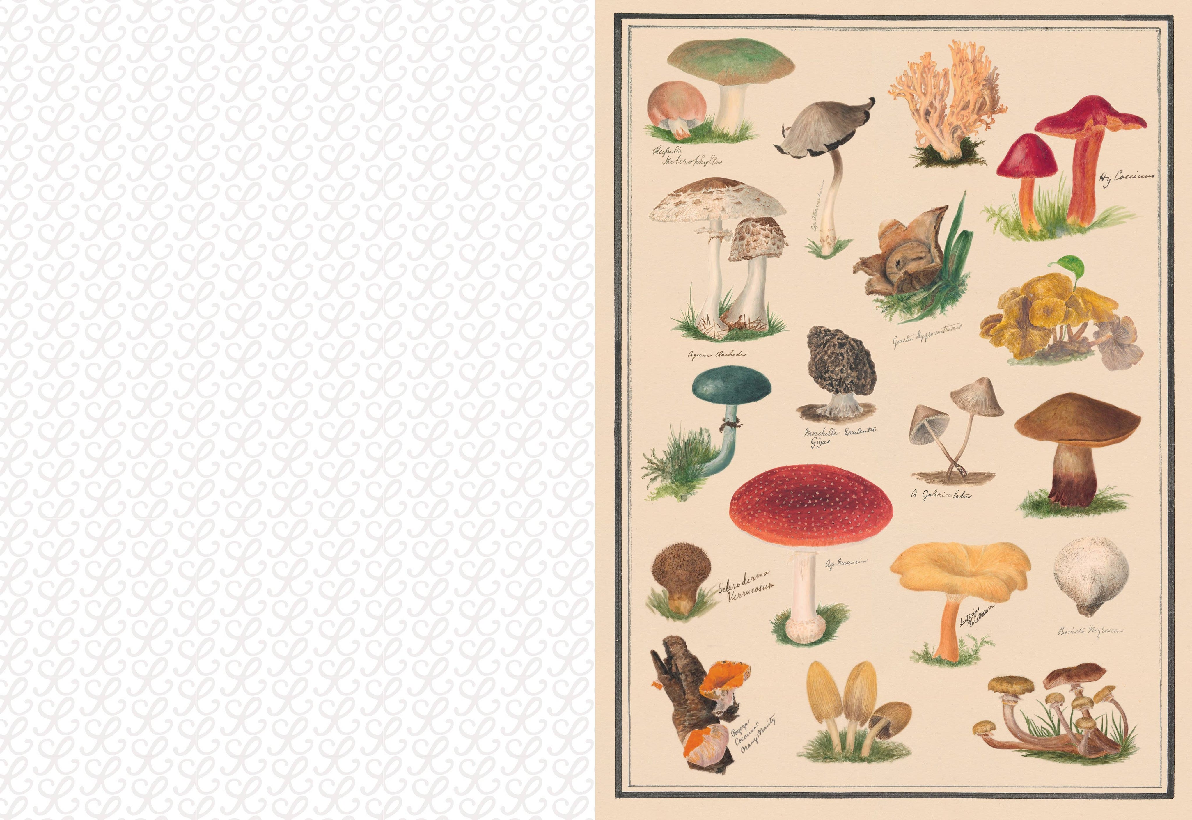 Collage Compendium-zoom-10